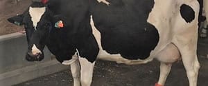 image for Precision Dairy That Pays