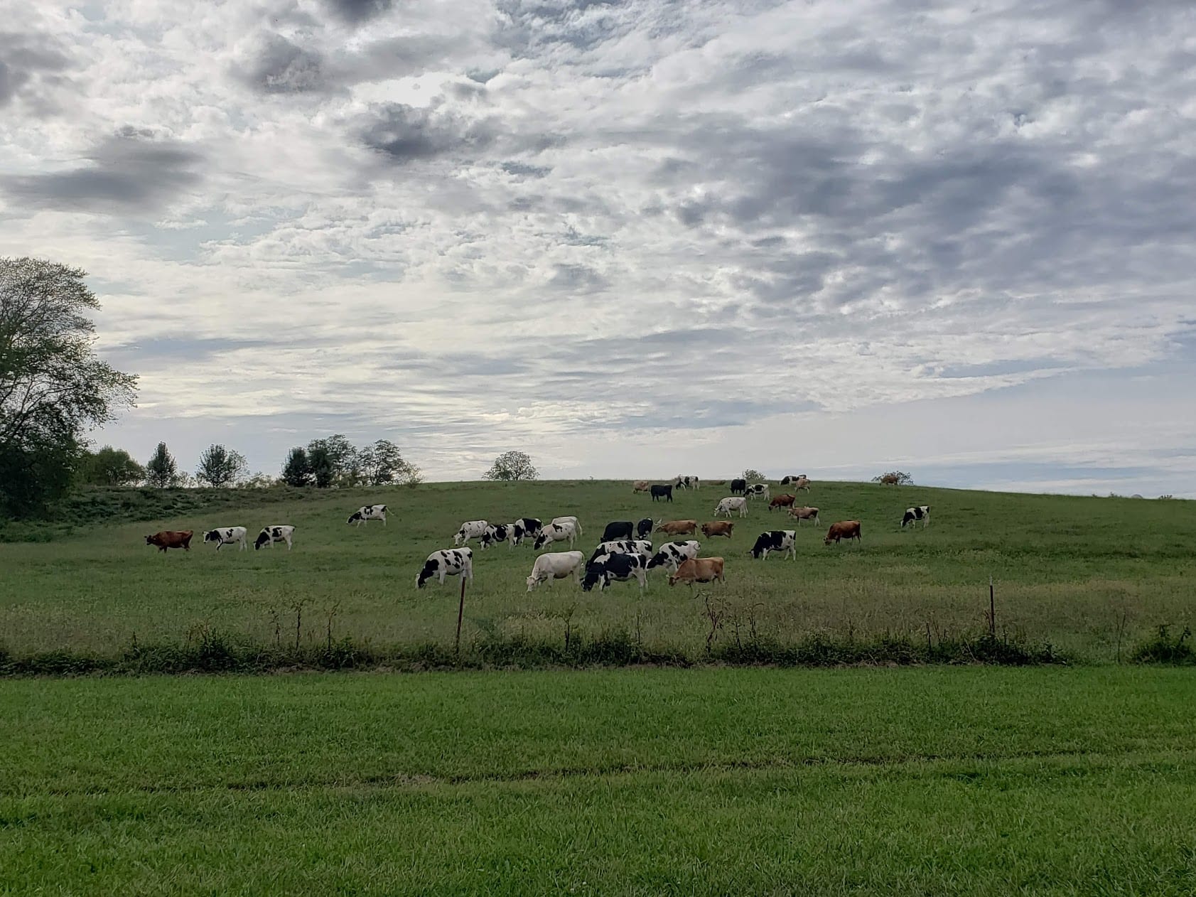 inar Wednesday UT Dairy