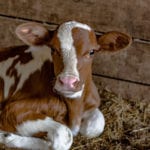 baby calf