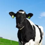 dairy Holstein heifer