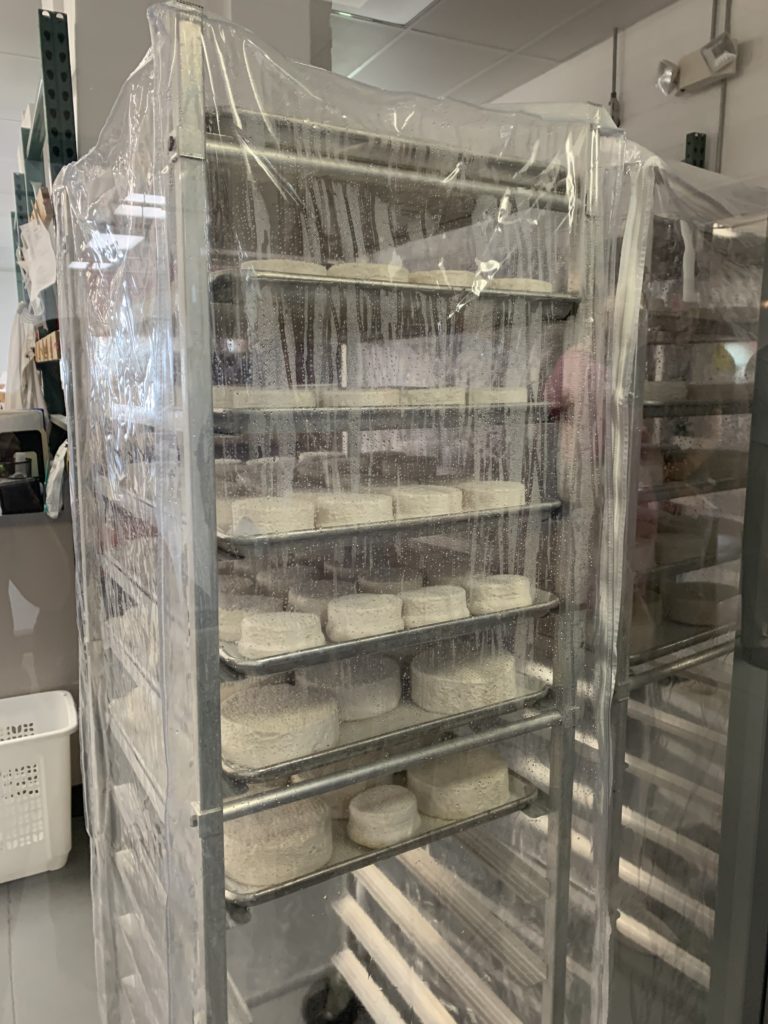 brie cheese aging at Kenny's Farmhouse Cheese