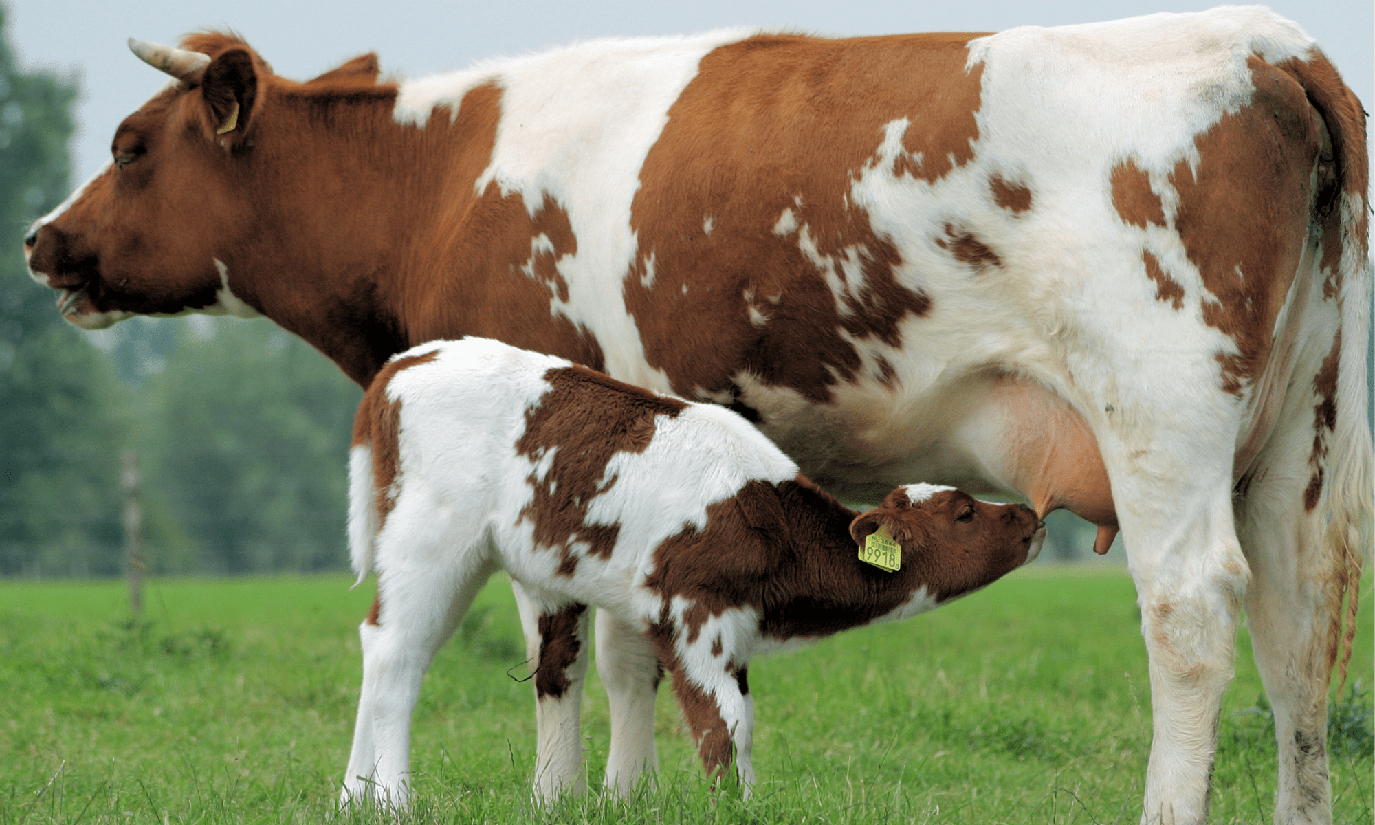 Picture of calf suckling from cow