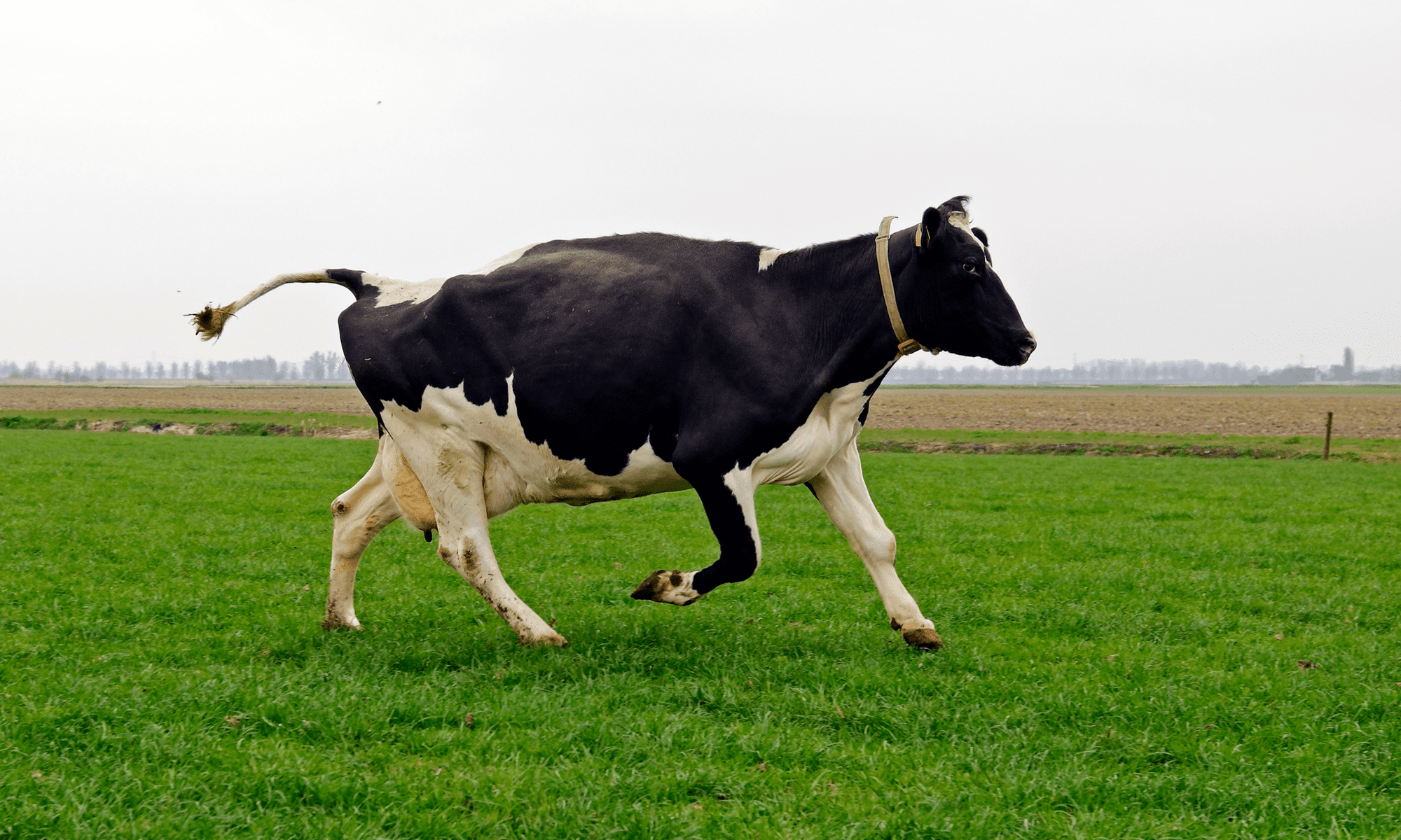 Picture of cow running outside